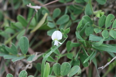 Tephrosia pumila